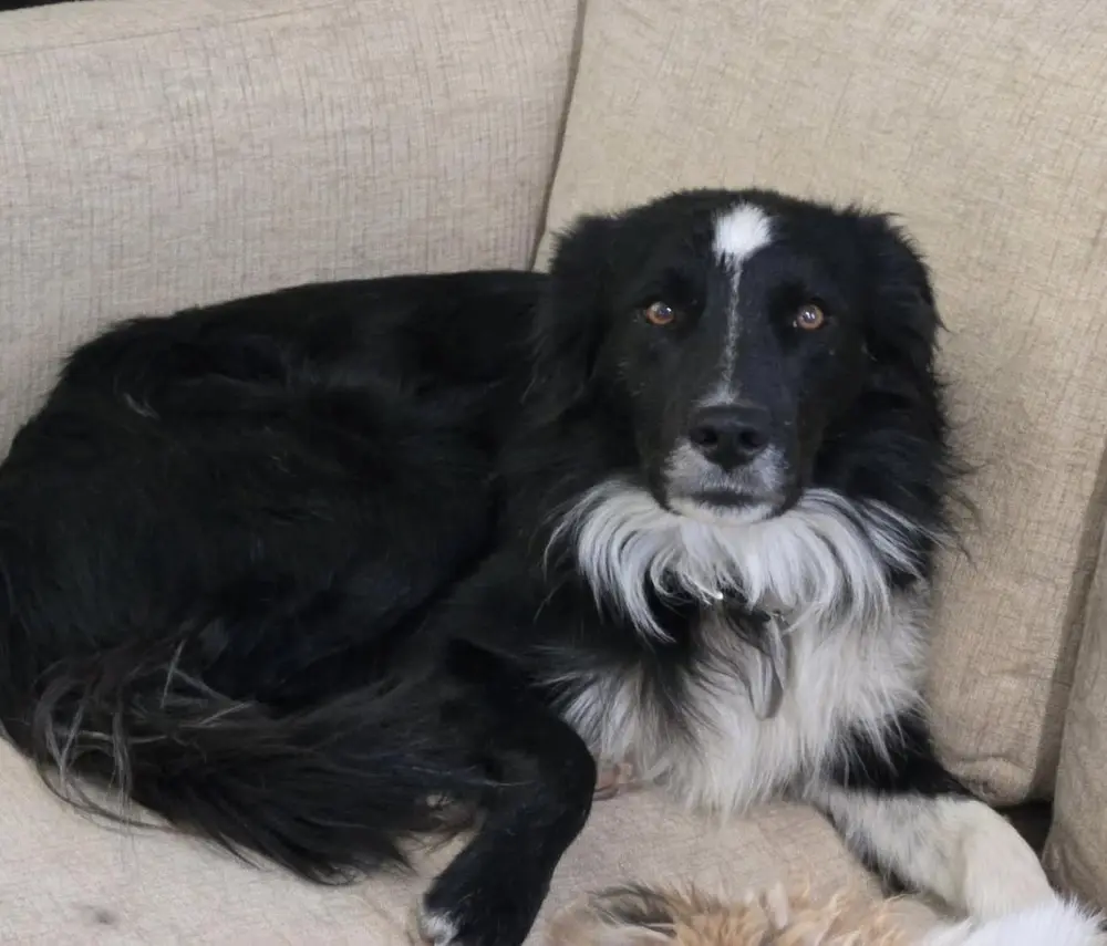 Danny, a young male Border Collie available for adoption