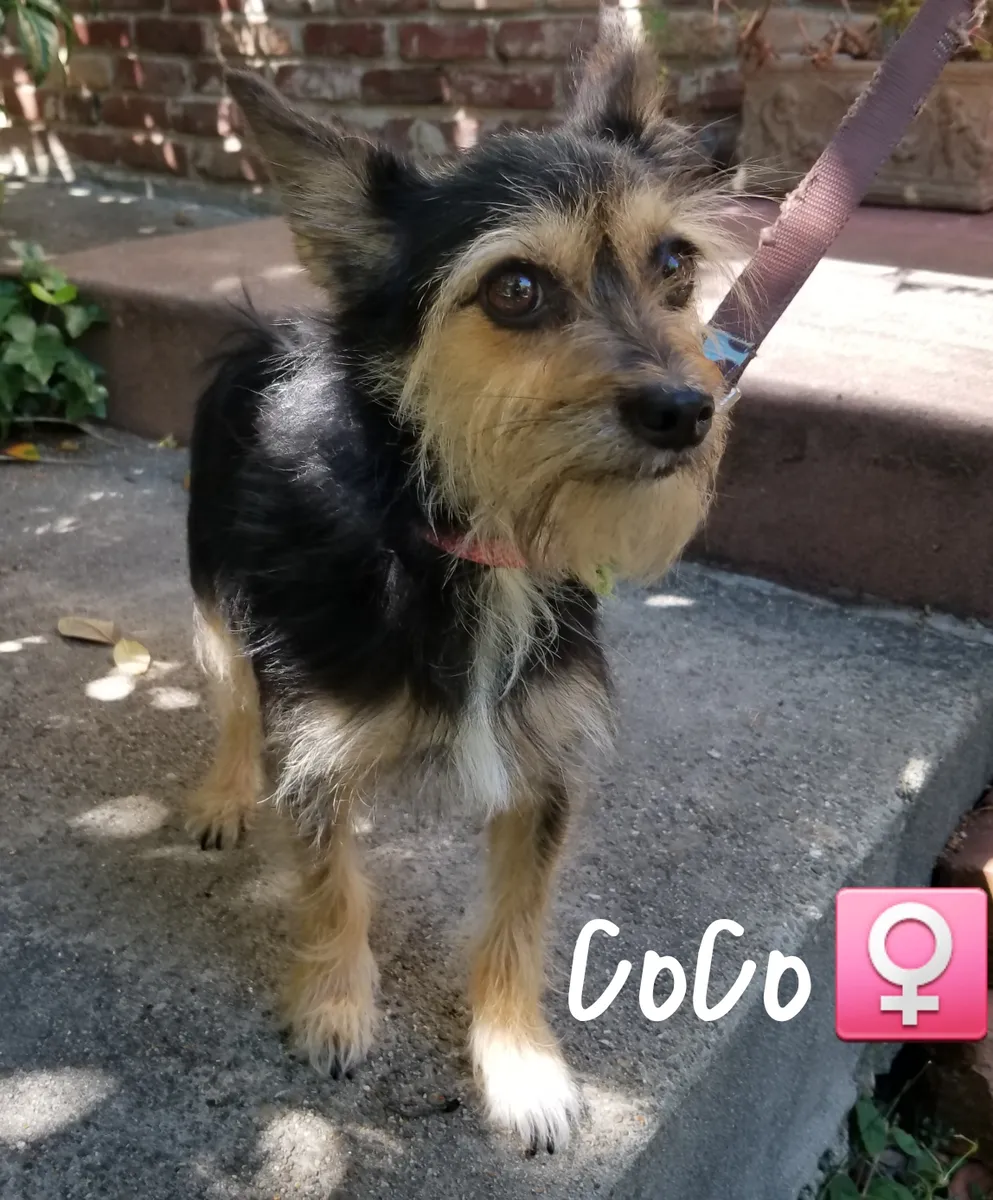 CoCo, a small black and tan terrier