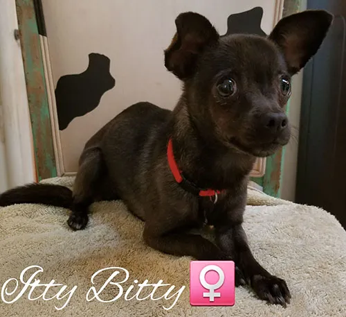Itty Bitty, a small dark chihuahua on a cushion