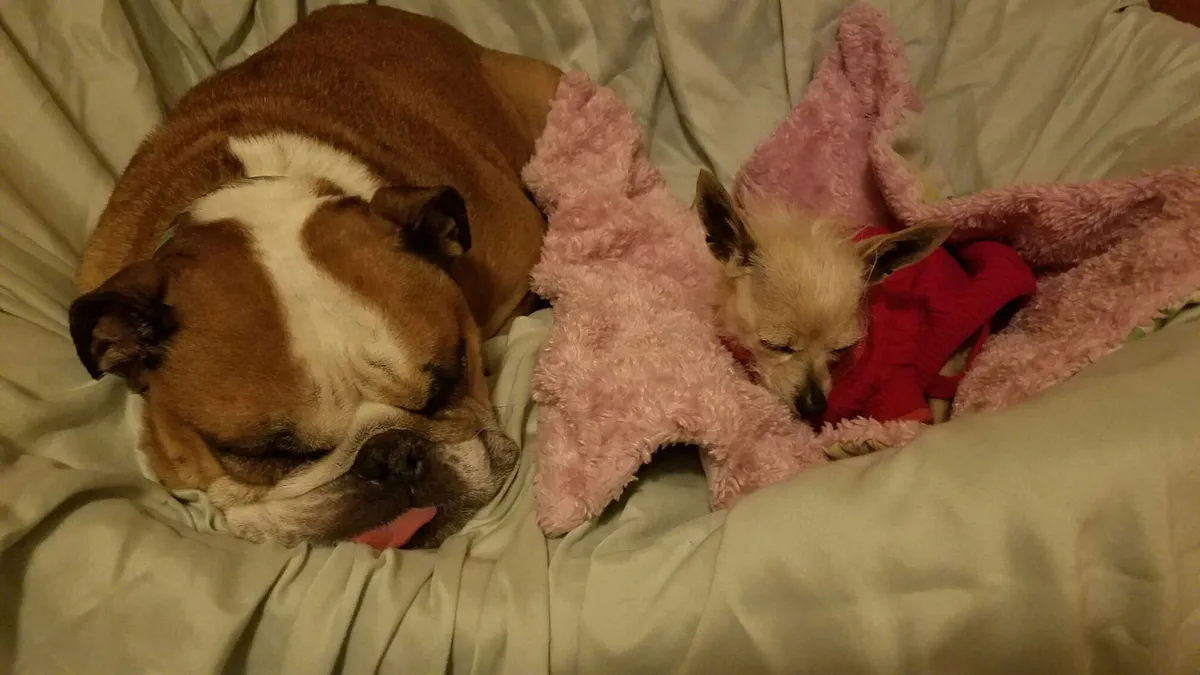 Puppies nursing on a blanket