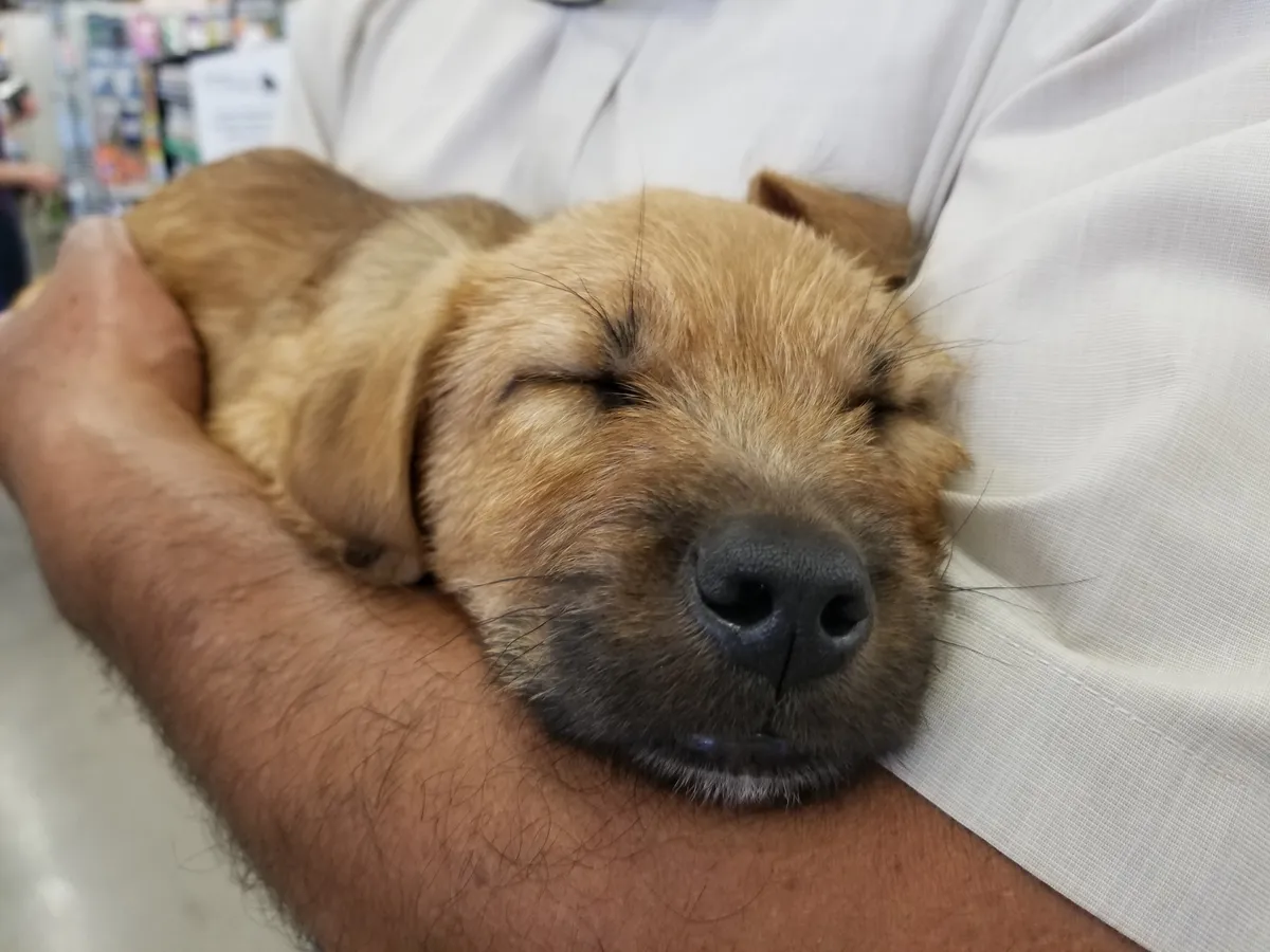 Close-up of a sleeping puppy's face