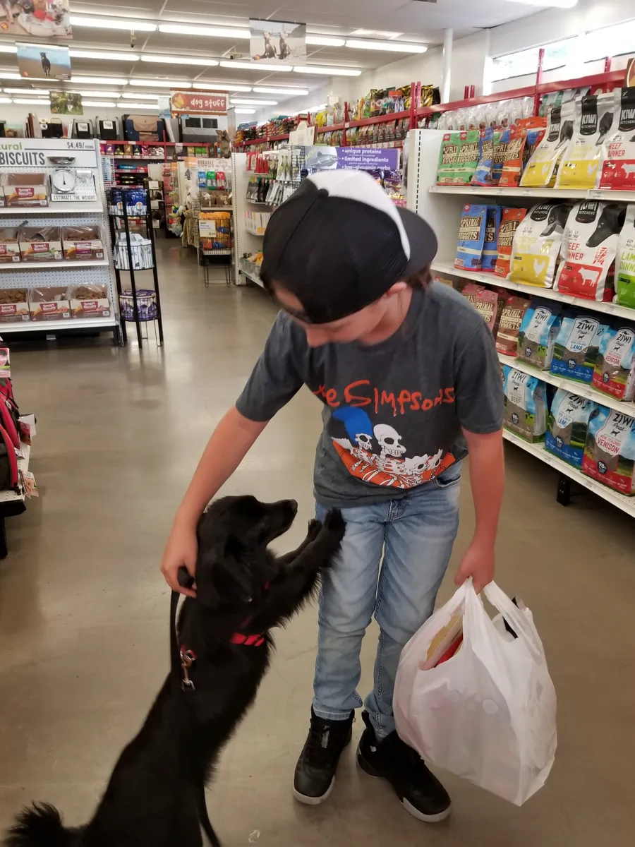A child meeting a black dog inside a pet store