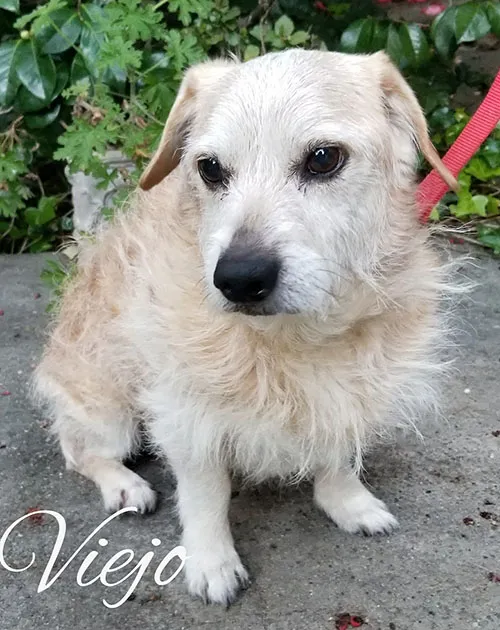 A white scruffy terrier on a pink lead