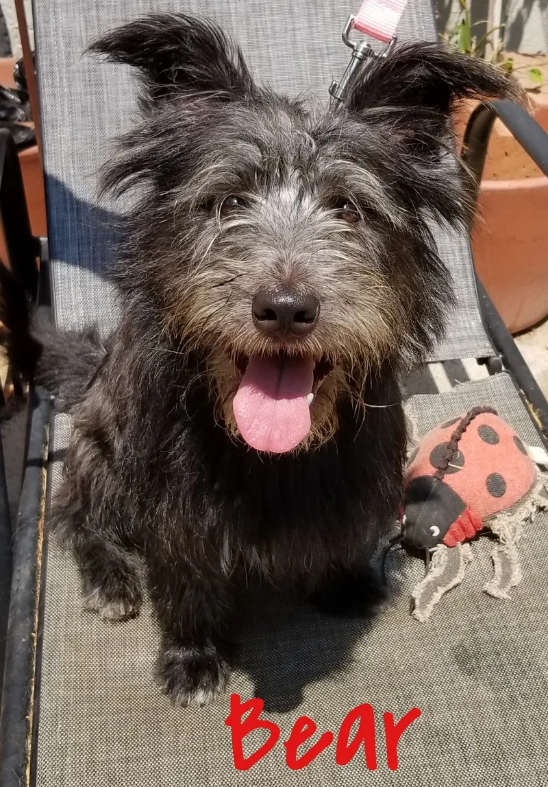 A soaked scruffy dog grinning through a bath